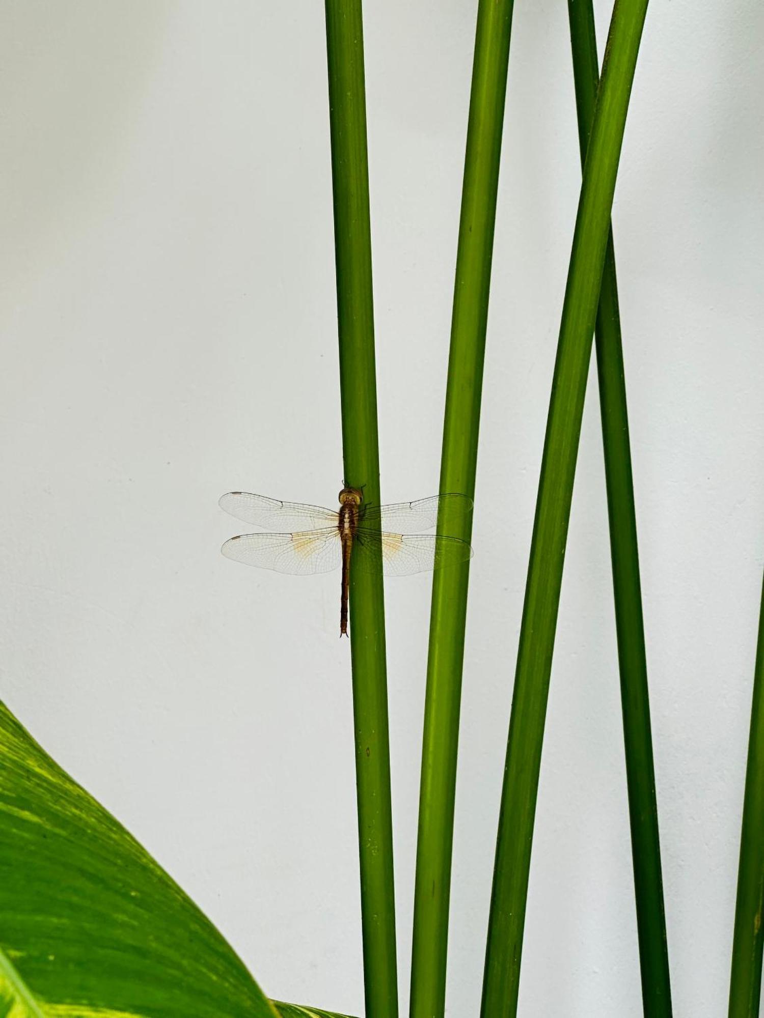 Palmcalina - Phuqui Beach House Cu Lao Thu Eksteriør billede